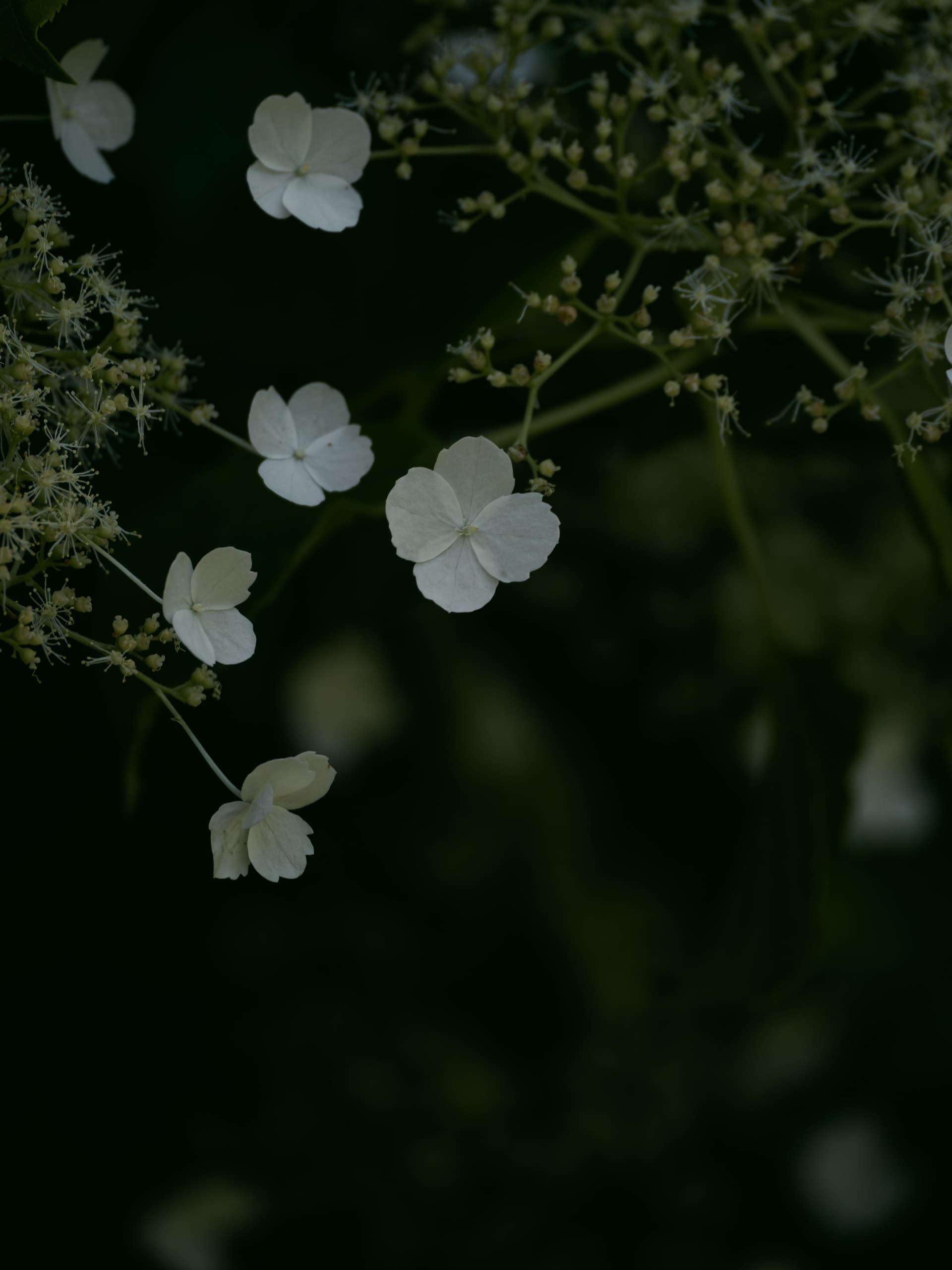 Lac Noir - Switzerland